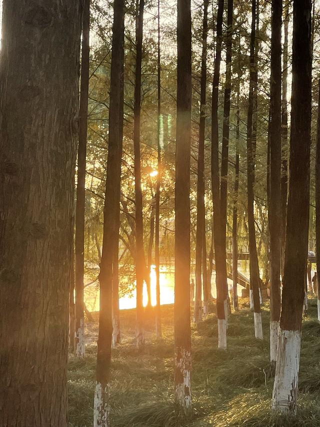 在半島世界酒店，偶遇秋日最美江濱公園