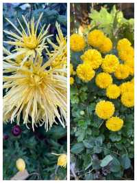 會澤的秋，打翻了的調色盤