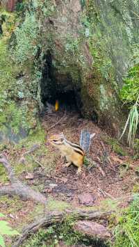 長白山峽谷徒步攻略