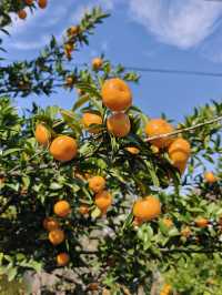 挖到一條寶藏秋遊採橘子路線！