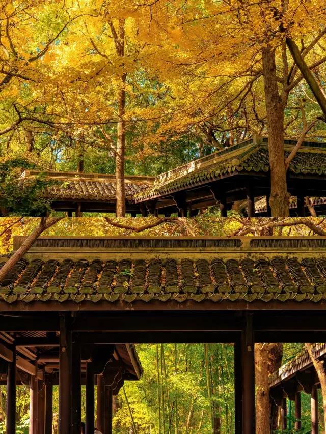Come to Hangzhou in autumn, but don’t just crowd the popular spots! Deep in Gushan lies a secret ginkgo paradise, so beautiful it leaves you speechless