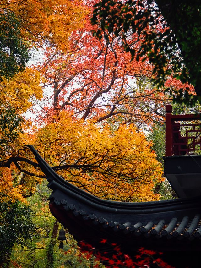 南京|沒有一座山比棲霞更懂秋天