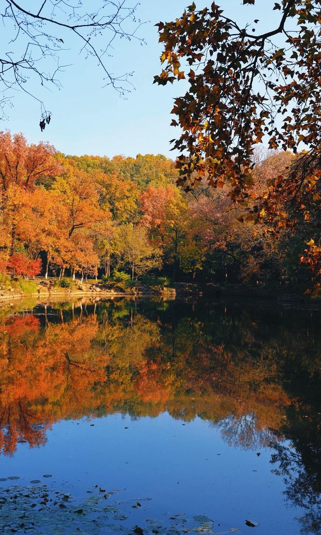 南京靈谷寺賞秋秘境