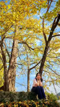 11.16實拍預警!韶關馮屋村銀杏下週才是巔峰