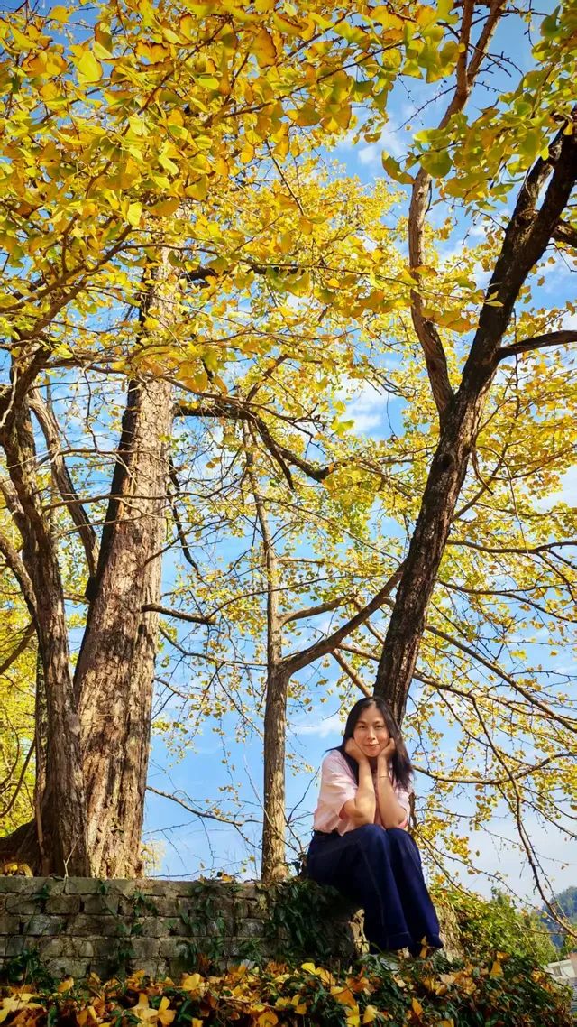 11.16實拍預警!韶關馮屋村銀杏下週才是巔峰 11.16實拍預警!韶關馮屋村銀杏下週才是巔峰