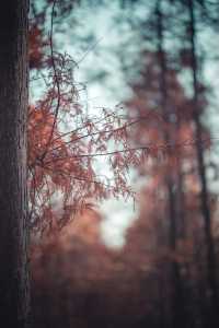 紅楓林裡看泉州