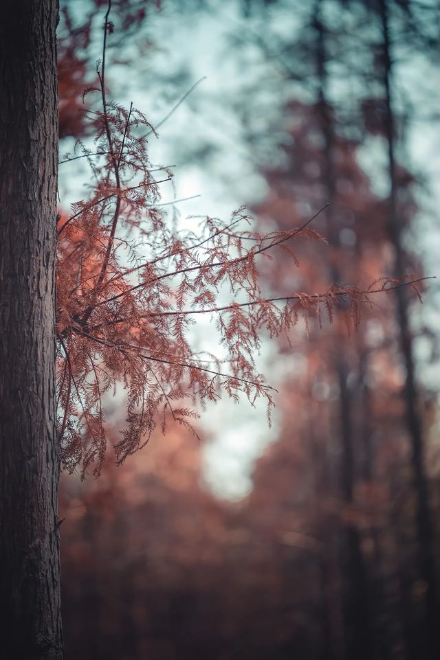 紅楓林裡看泉州