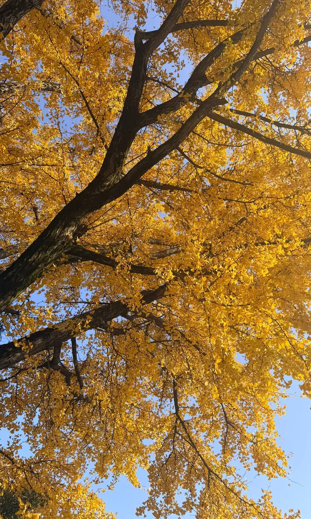 全屏打開莫干山的秋實況也太美了 全屏打開莫干山的秋實況也太美了