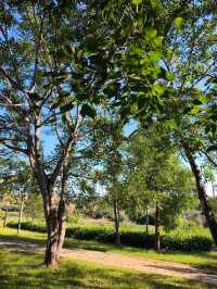 普洱避世秘境闖入宮崎駿的綠野仙蹤