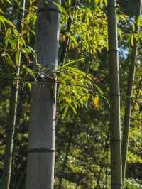 上海｜世紀公園的城市秋居畫卷