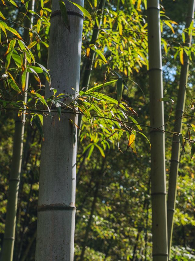 上海｜世紀公園的城市秋居畫卷