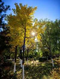 天津賞秋攻略｜這些地方才是秋天該有的樣子