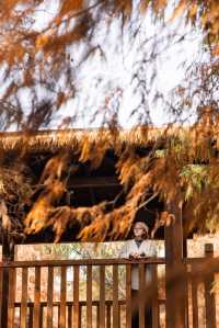 江南「亞馬遜」驚艷初冬！乘竹筏穿越油畫世界