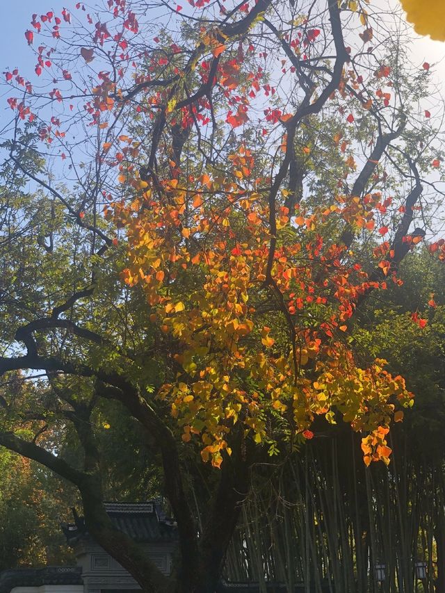 魔都賞秋必去園林