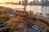 橫琴花海長廊異木棉最佳機位