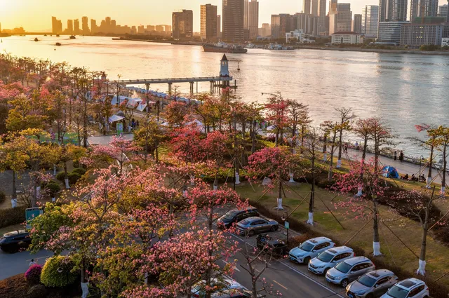 橫琴花海長廊異木棉最佳機位 橫琴花海長廊異木棉最佳機位