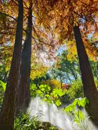 靜安輔德里公園的秋日秘境live