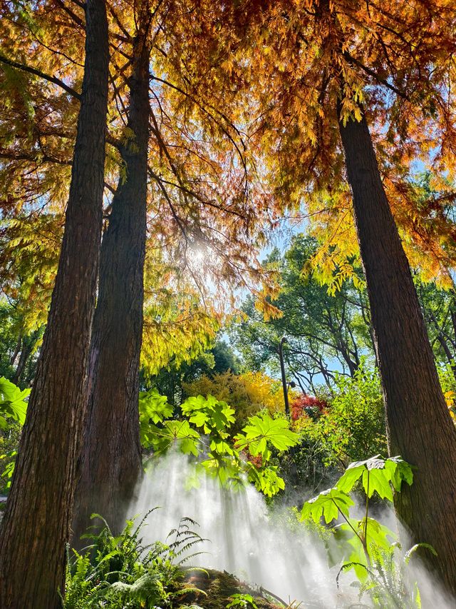 靜安輔德里公園的秋日秘境live