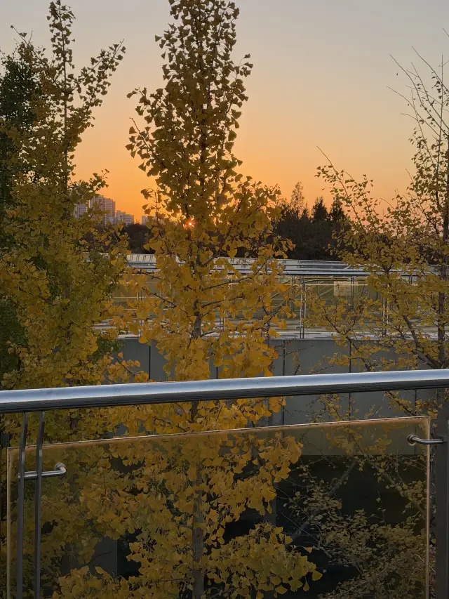 南京你藏著這麼美的銀杏不說！！！