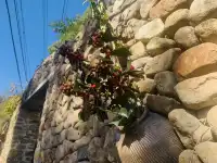 莫干山蔣公道秋日徒步