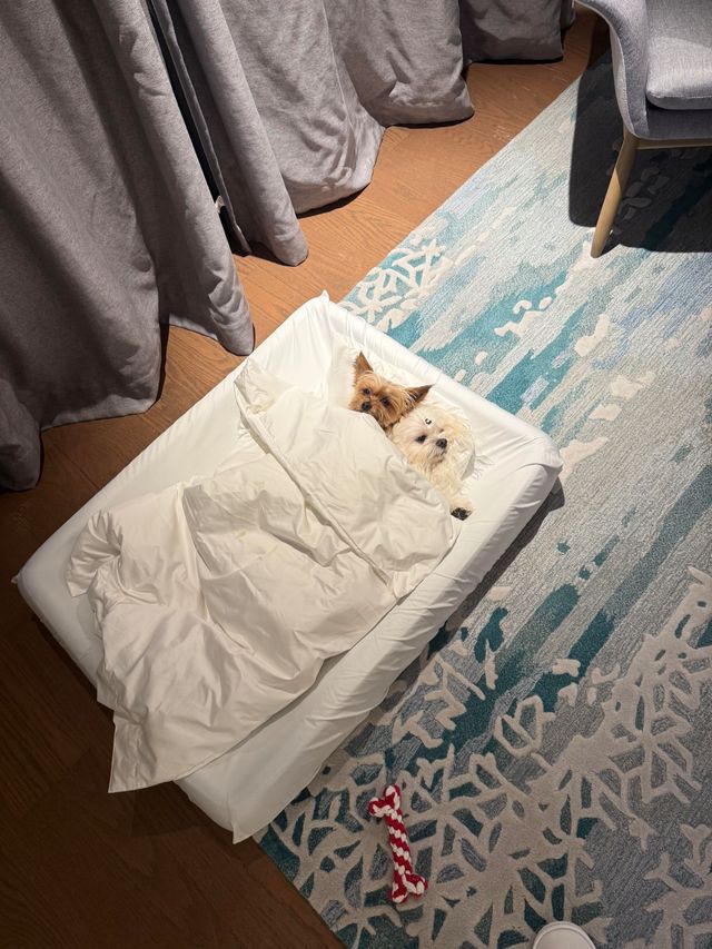 上海臨港凱悅酒店｜不出滬小眾度假天堂，寵物友好酒店打卡！