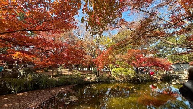 上海賞楓絕佳地標