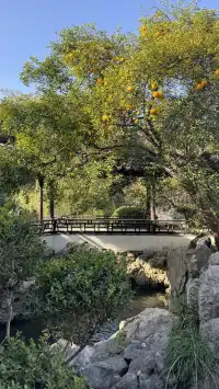 為了一棵樹來了瞻園|全屏感受金陵第一園