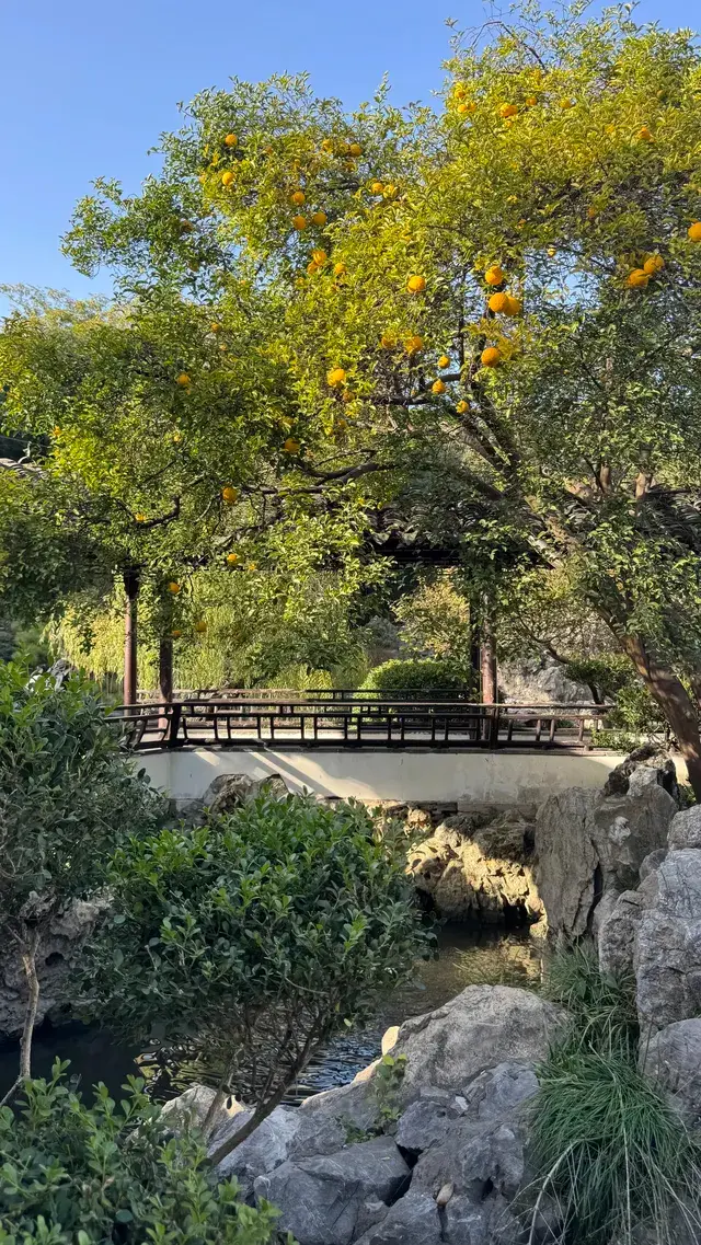 為了一棵樹來了瞻園|全屏感受金陵第一園 為了一棵樹來了瞻園|全屏感受金陵第一園