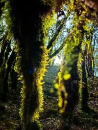 徒步在真正的天然氧吧之中~