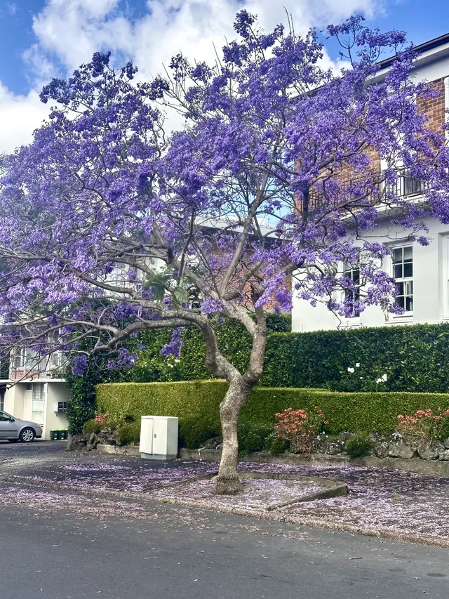 奧克蘭季節限定紫色藍花楹