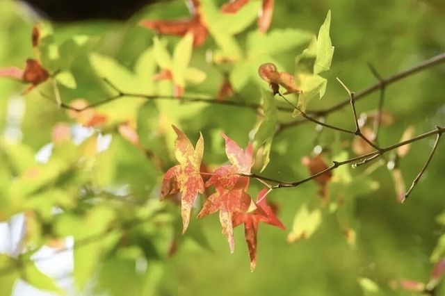 園博秋韻染芳華:欒紅杏黃藏雅趣,暖居伴景度清歡 園博秋韻染芳華:欒紅杏黃藏雅趣,暖居伴景度清歡