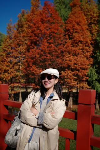 Found autumn in Kunming, was moved to tears by the beauty of the dawn redwoods 🌅