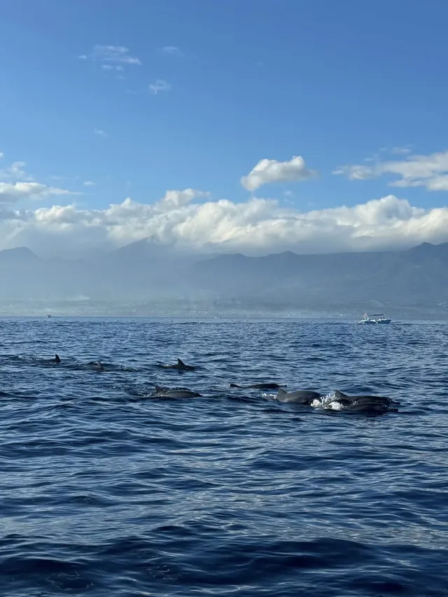 在巴厘島追到了!凌晨五點出海 被狠狠獎賞 在巴厘島追到了!凌晨五點出海 被狠狠獎賞
