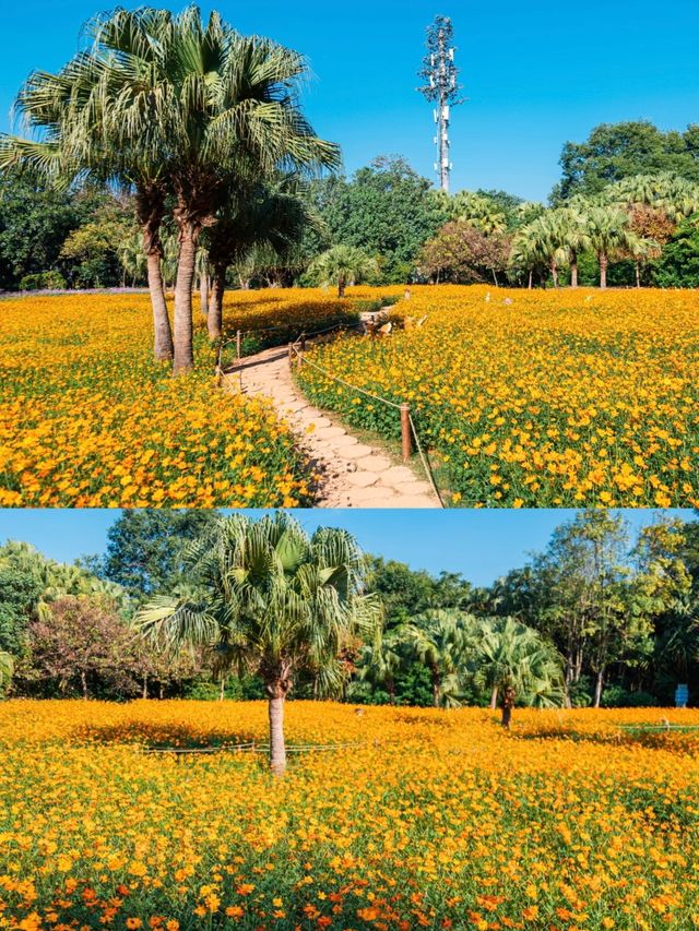 深圳東湖公園 深圳東湖公園