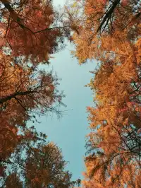 松雅湖落羽杉實況,拍照還是建議烈士公園