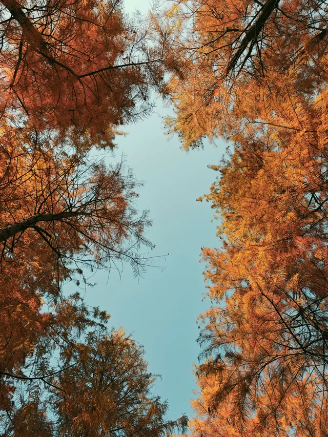 松雅湖落羽杉實況,拍照還是建議烈士公園 松雅湖落羽杉實況,拍照還是建議烈士公園