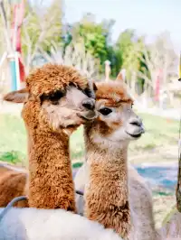 安吉二日遊攻略|解鎖冬日限定快樂