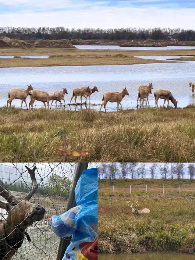 鹽城三日出逃計劃|自然與狂歡的雙重治癒 鹽城三日出逃計劃|自然與狂歡的雙重治癒