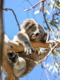 澳洲10天跟團已回，關於我的感受（非廣