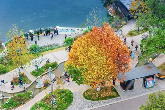 玄武湖秋景美到犯規 玄武湖秋景美到犯規