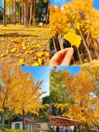 報劉海粟綠地 銀杏濃度已達99.9%