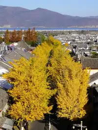 大理古城玉洱路拍銀杏注意這個時間段!