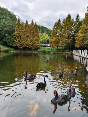 重慶九龍坡區公園一日遊攻略（預算：約300元）