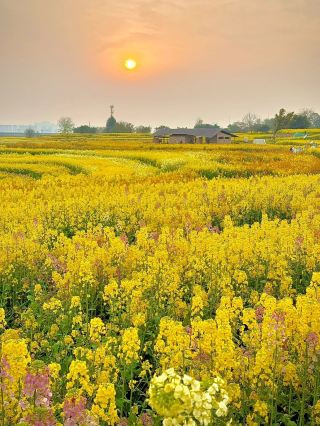 The rapeseed flower spring market in Conghua is fun and photogenic.