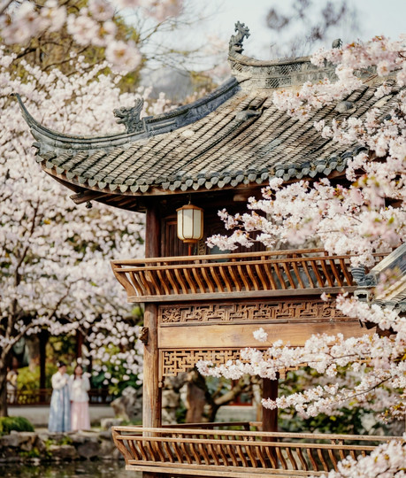 Legendary! The Blue Hour Cherry Blossom Night at Liangzhu Mengxi
