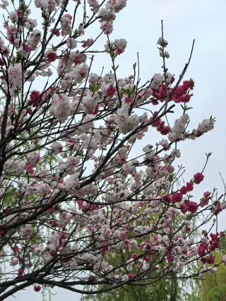 อุทยานพื้นที่ชุ่มน้ำหนานหยางไป่เหอ | คู่มือเที่ยวฤดูใบไม้ผลิสำหรับครอบครัวและเด็กๆ