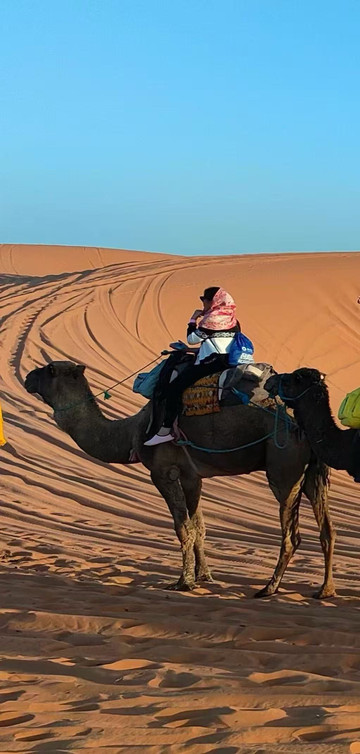 ハンサ ラクダ ラクダに乗って、自由の風を追いかける | Trip.com アルシャー左旗