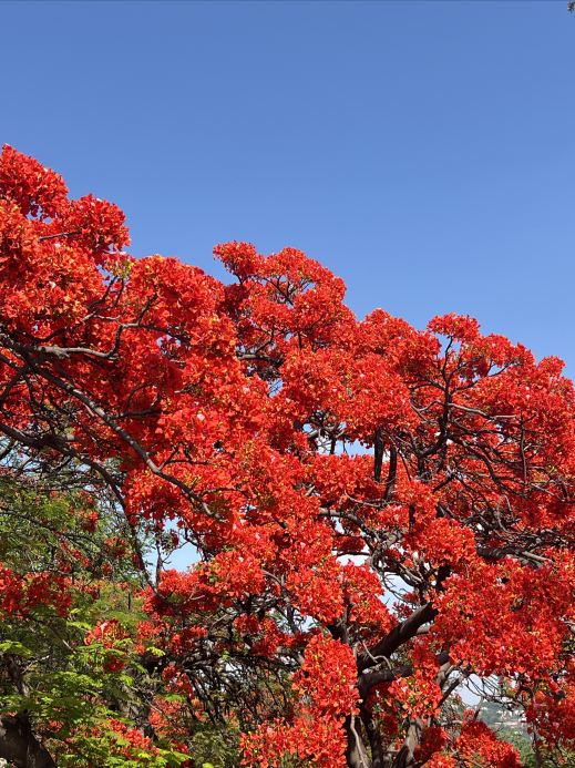 攀枝花の鳳凰花（市の花／鳳凰木） | Trip.com 攀枝花