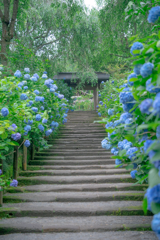 紫陽花盛開無盡夏!這個庭院真的太好拍了