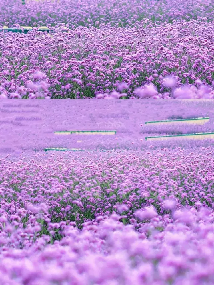 在成都｜地鐵直達！邂逅一場紫色夢境！！